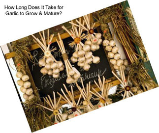 How Long Does It Take for Garlic to Grow & Mature?