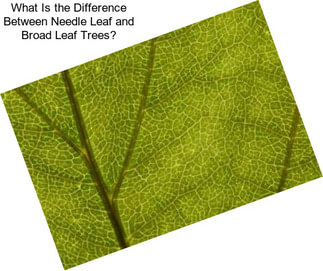 What Is the Difference Between Needle Leaf and Broad Leaf Trees?