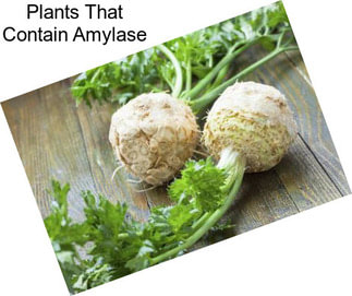 Plants That Contain Amylase