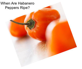When Are Habanero Peppers Ripe?