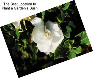 The Best Location to Plant a Gardenia Bush