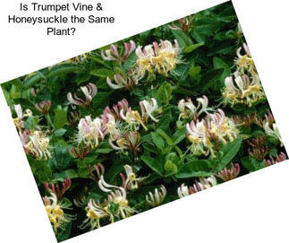 Is Trumpet Vine & Honeysuckle the Same Plant?