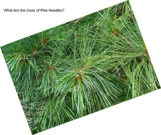 What Are the Uses of Pine Needles?
