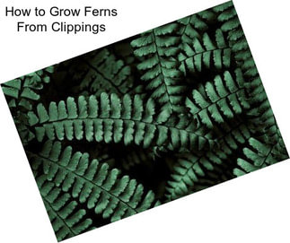 How to Grow Ferns From Clippings
