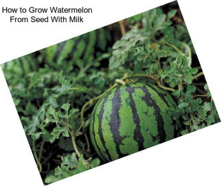 How to Grow Watermelon From Seed With Milk