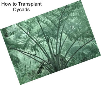 How to Transplant Cycads