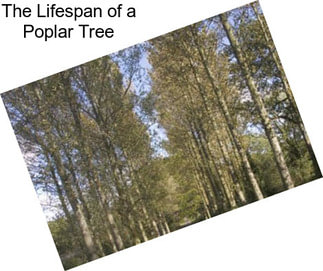 The Lifespan of a Poplar Tree