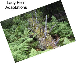 Lady Fern Adaptations