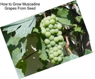 How to Grow Muscadine Grapes From Seed