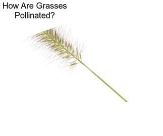 How Are Grasses Pollinated?