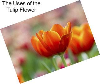 The Uses of the Tulip Flower
