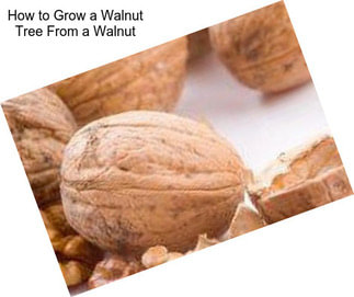 How to Grow a Walnut Tree From a Walnut