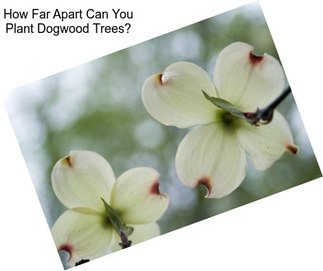 How Far Apart Can You Plant Dogwood Trees?