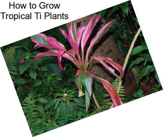 How to Grow Tropical Ti Plants