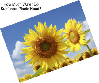 How Much Water Do Sunflower Plants Need?