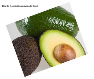 How to Germinate an Avocado Seed