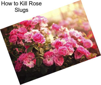 How to Kill Rose Slugs