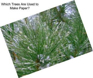 Which Trees Are Used to Make Paper?