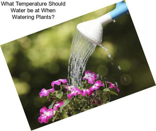 What Temperature Should Water be at When Watering Plants?