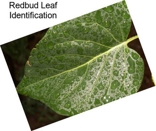 Redbud Leaf Identification