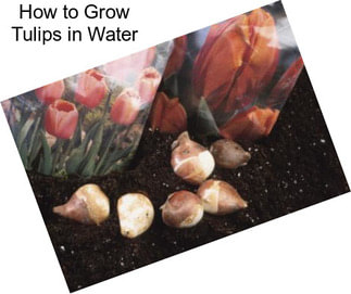 How to Grow Tulips in Water
