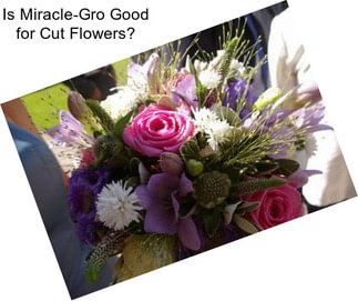 Is Miracle-Gro Good for Cut Flowers?