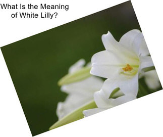 What Is the Meaning of White Lilly?