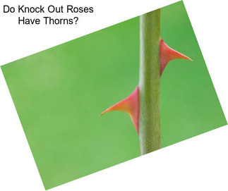 Do Knock Out Roses Have Thorns?