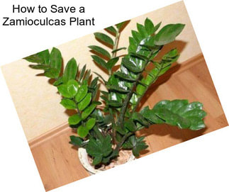 How to Save a Zamioculcas Plant