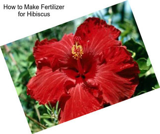 How to Make Fertilizer for Hibiscus