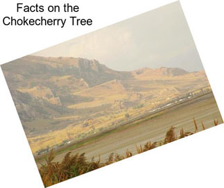 Facts on the Chokecherry Tree
