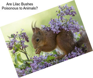 Are Lilac Bushes Poisonous to Animals?