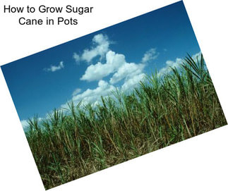 How to Grow Sugar Cane in Pots