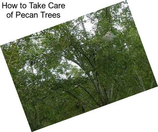 How to Take Care of Pecan Trees