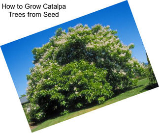 How to Grow Catalpa Trees from Seed