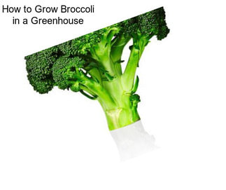 How to Grow Broccoli in a Greenhouse