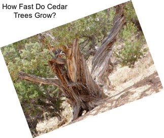 How Fast Do Cedar Trees Grow?