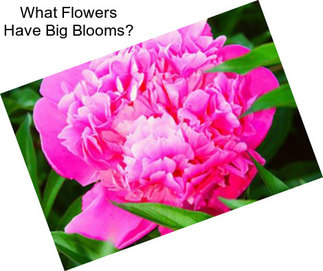 What Flowers Have Big Blooms?