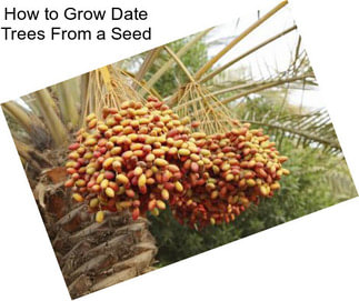 How to Grow Date Trees From a Seed