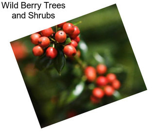 Wild Berry Trees and Shrubs