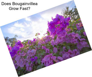 Does Bougainvillea Grow Fast?