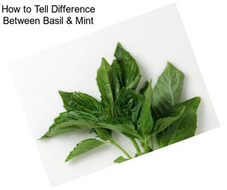 How to Tell Difference Between Basil & Mint