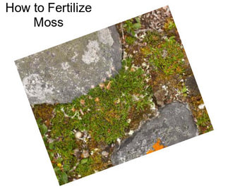 How to Fertilize Moss