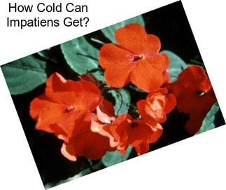 How Cold Can Impatiens Get?