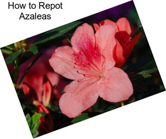 How to Repot Azaleas