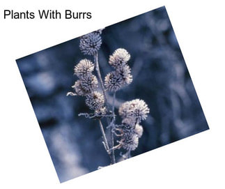 Plants With Burrs