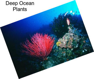Deep Ocean Plants