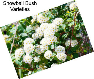 Snowball Bush Varieties