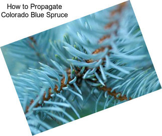 How to Propagate Colorado Blue Spruce