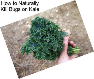 How to Naturally Kill Bugs on Kale